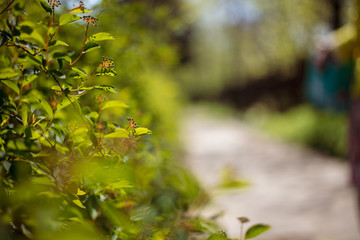 Green bushes widow road