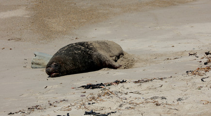 Robben am Strand in Neuseeland