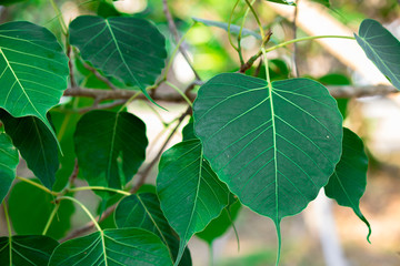 Plumeria frangipani Apocynaceae White flower green leaf