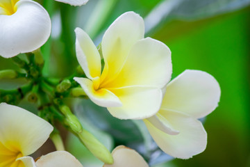 Plumeria frangipani Apocynaceae White flower green leaf