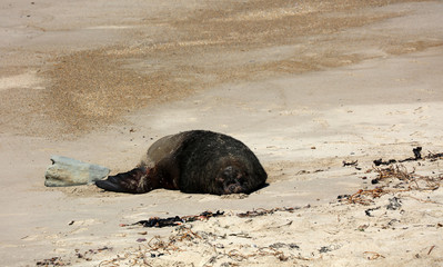 Fototapeta premium Robben am Strand in Neuseeland