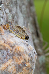 Larvae of Oak processionary on their communal nests of white silk