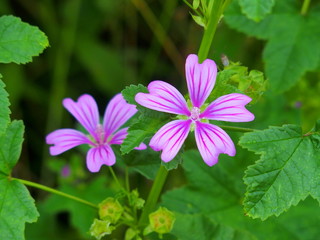 ウスベニアオイの花