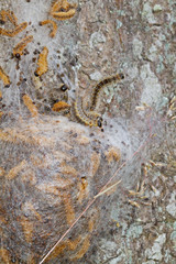 Larvae of Oak processionary on their communal nests of white silk