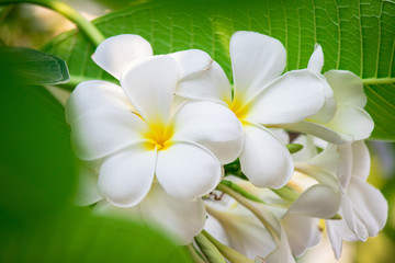 Plumeria frangipani Apocynaceae White flower green leaf