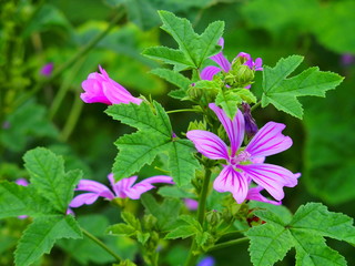 ウスベニアオイの花 © smtd3