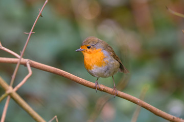 Ein Rotkehlchen sitzt auf einem Ast