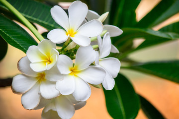 Obraz premium Plumeria frangipani Apocynaceae White flower green leaf