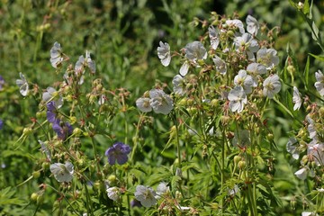 Wei&szlig;ling des Wiesen-Storchschnabels (Geranium pratense)