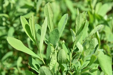 Obraz premium Méric Beaumier, plante médicinale