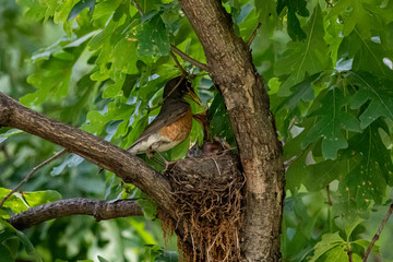 American robin's nest
