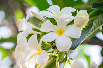 Obraz na płótnie Canvas Plumeria frangipani Apocynaceae White flower green leaf