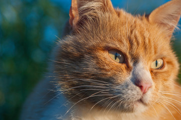 The look of the cat who saw the object for hunting