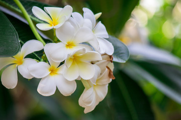 Plumeria frangipani Apocynaceae White flower green leaf