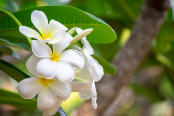 Plumeria frangipani Apocynaceae White flower green leaf