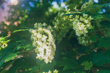 white oak leaf hydrangea flower in the summer