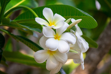 Plumeria frangipani Apocynaceae White flower green leaf