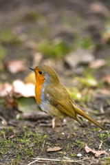 Ein Rotkehlchen befindet sich auf einem Erdboden