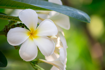 Fototapeta premium Plumeria frangipani Apocynaceae White flower green leaf
