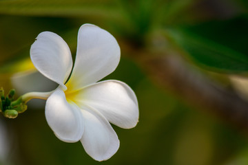 Plumeria frangipani Apocynaceae White flower green leaf