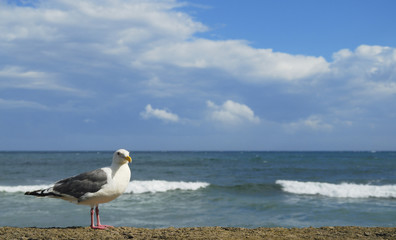 海鳥　海　素材
