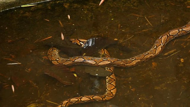 Python lying in pond, Chiangmai Thailand