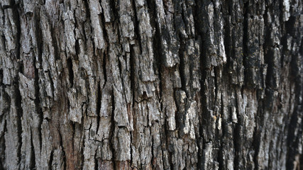 Obraz premium madeira envelhecida