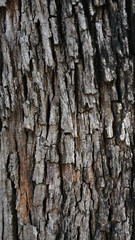 old wood