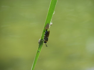 Fly laying Eggs on a Leaf in Siofok, Hungary
