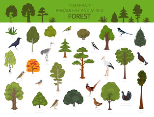 Temperate broadleaf forest and mixed forest biome. Terrestrial ecosystem world map. Animals, birds and plants graphic design