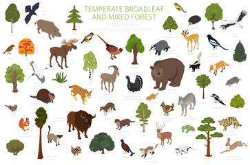 Temperate broadleaf forest and mixed forest biome. Terrestrial ecosystem world map. Animals, birds and plants set. 3d isometric graphic design - obrazy, fototapety, plakaty