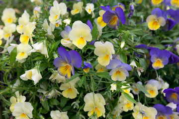 The beautiful Pansy flowers have a soft and attractive beauty. Pansies are a delightful wonder of nature, which is hard to stop looking at