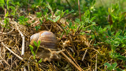 Weinbergschnecke