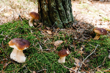 Many White mushroom found in a pine wood. Mushroom growing in the Autumn forest. Group of beautiful mushrooms in the moss. Boletus edulis. Edible mushroom  with copy space.