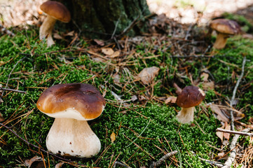 Many White mushroom found in a pine wood. Mushroom growing in the Autumn forest. Group of beautiful mushrooms in the moss. Boletus edulis. Edible mushroom  with copy space.