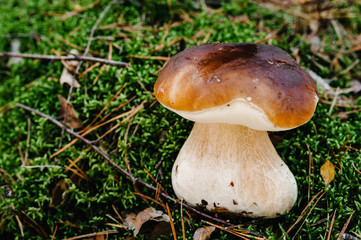 White mushroom found in a pine wood. Mushroom growing in the Autumn forest in the moss. Boletus edulis. Edible mushroom  with copy space.