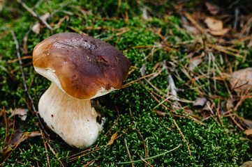 White mushroom found in a pine wood. Mushroom growing in the Autumn forest in the moss. Boletus edulis. Edible mushroom  with copy space.