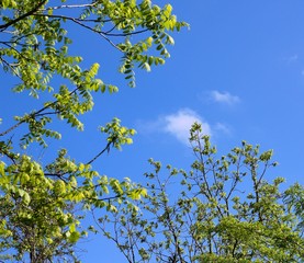 The white cloud in the sky though the branches of the trees.