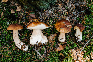 Many White mushroom found in a pine wood. Mushroom growing in the Autumn forest. Group of beautiful mushrooms in the moss. Boletus edulis. Edible mushroom  with copy space.