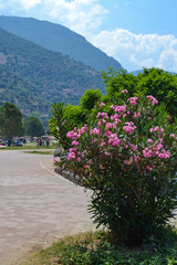 A bush of pink oleander against the blue sky. Turkey