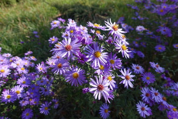 Obraz premium Branch of Symphyotrichum dumosum with violet flowers in October