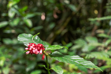 Blurred nature background with tropical flower and copy space for text