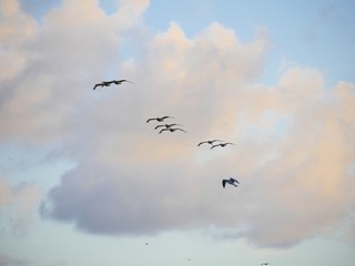 Silhouette and photos of birds flying