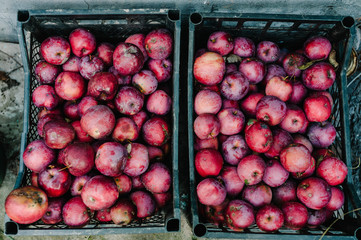 Freshly harvested juicy flavorful red apples in plastic crates. Apple in box in the store. Free space for text . Flat lay. Top view.