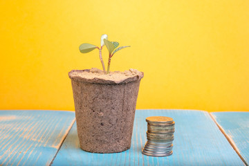 stacks of coins next to the flower pot in a pot planted plant young