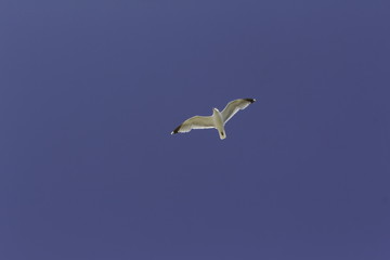 Möwe