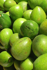 avocados in the market