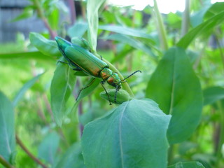 bug on leaf