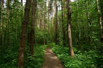 path in forest