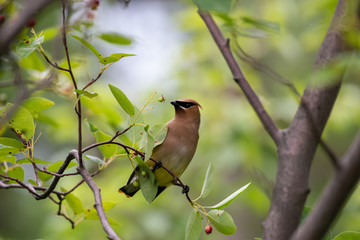 Cedar Waxwing